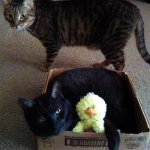 Meet your Posher, Dawn